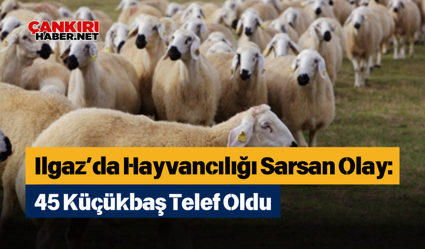 Ilgaz’da Hayvancılığı Sarsan Olay: 45 Küçükbaş Telef Oldu