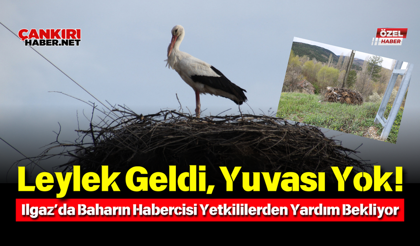 Leylek Geldi, Yuvası Yok! Ilgaz’da Baharın Habercisi Yetkililerden Yardım Bekliyor