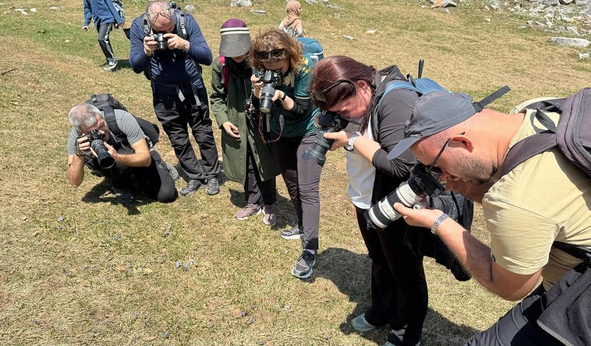 Sadece Bir Yerde Yetişiyor! Keltepe Çiğdemi Yok Olma Tehlikesiyle Karşı Karşıya