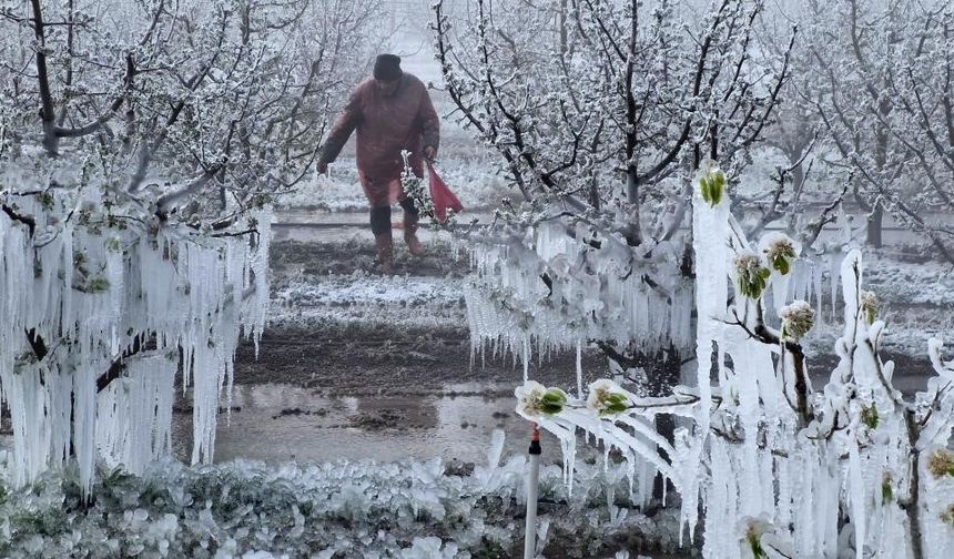 36 İl Etkilendi: Zirai Don İçin TBMM’de Kritik Komisyon Toplanıyor!