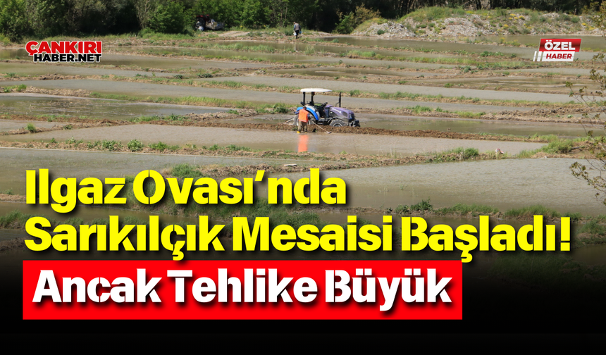 Ilgaz Ovası’nda Sarıkılçık Mesaisi Başladı! Ancak Tehlike Büyük