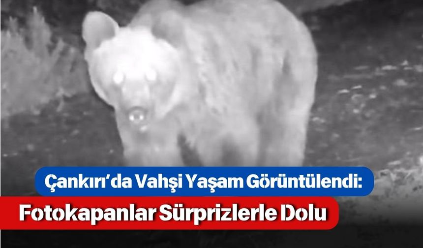 Çankırı’da Vahşi Yaşam Görüntülendi: Fotokapanlar Sürprizlerle Dolu