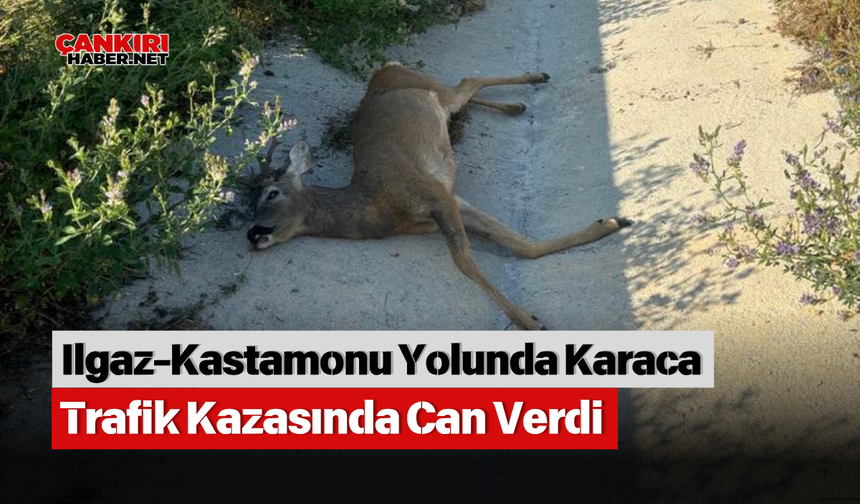 Ilgaz-Kastamonu Yolunda Karaca Trafik Kazasında Can Verdi