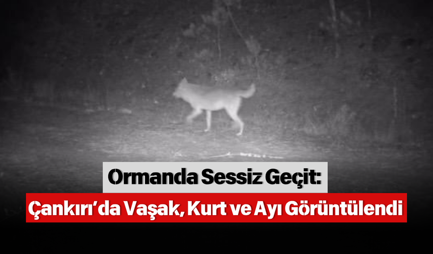 Ormanda Sessiz Geçit: Çankırı’da Vaşak, Kurt ve Ayı Görüntülendi