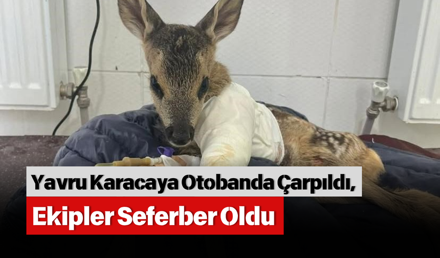 Yavru Karacaya Otobanda Çarpıldı, Ekipler Seferber Oldu