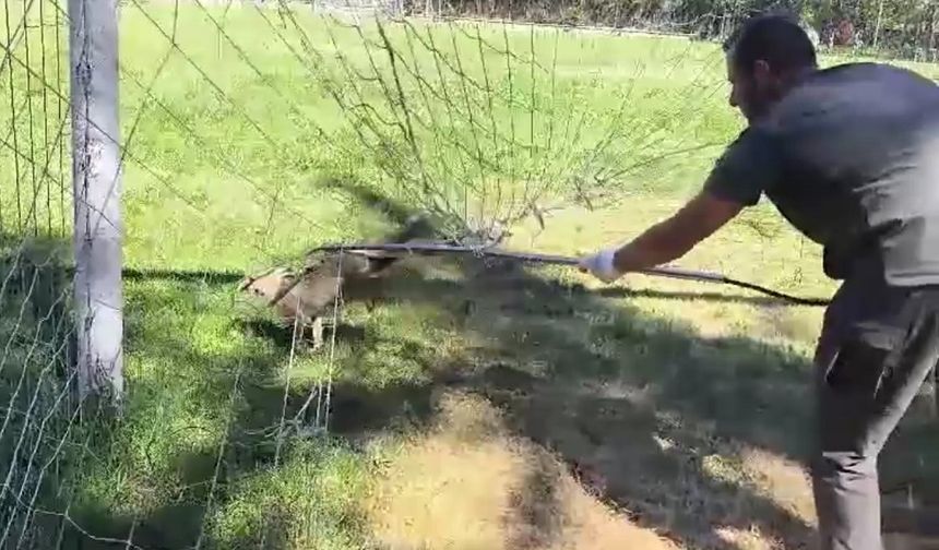 Kastamonu’da Kale Filesine Sıkışan Tilki Kurtarıldı