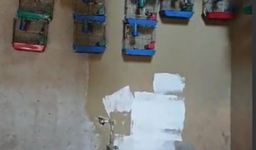 Adana’da Yasak Saka Kuşu Bulunduran Kişiye 151 Bin Lira Ceza