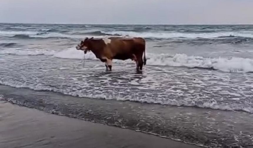 Hatay’da Sıcaktan Bunalan İnek Denize Girerek Serinledi