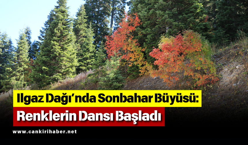 Ilgaz Dağı’nda Sonbahar Büyüsü: Renklerin Dansı Başladı