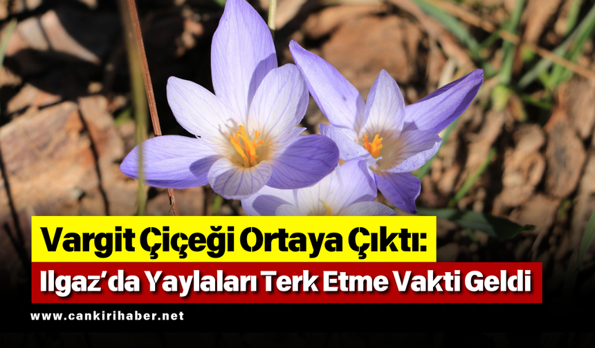 Vargit Çiçeği Ortaya Çıktı: Ilgaz’da Yaylaları Terk Etme Vakti Geldi