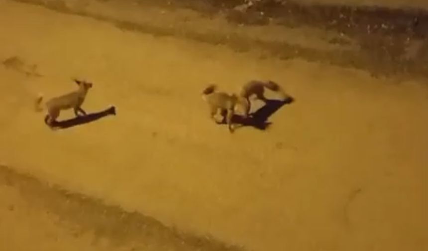 Safranbolu Sokaklarında 3 Tilki Oyun Keyfi Kamerada