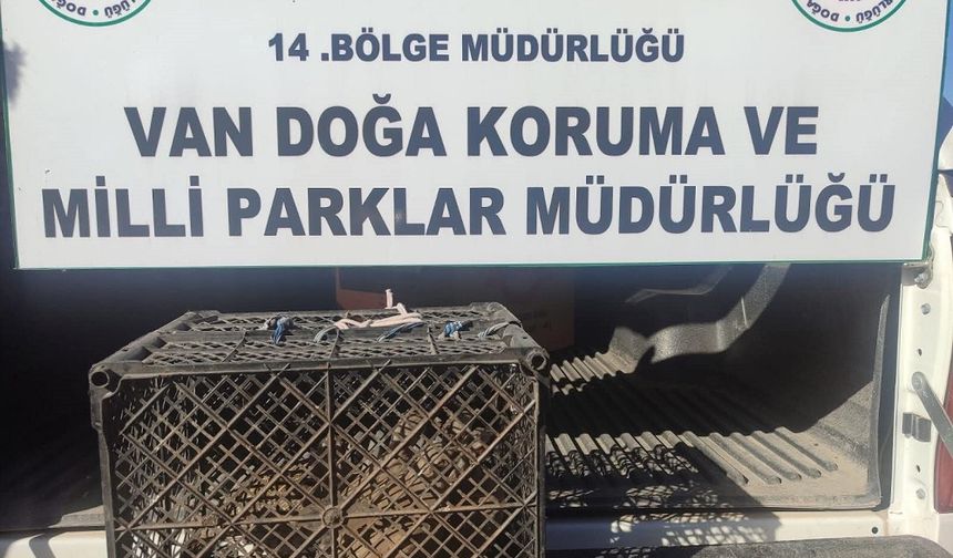 Van’da Kafes Avcılığı Yapan Kişiye 53 Bin 883 Lira Ceza