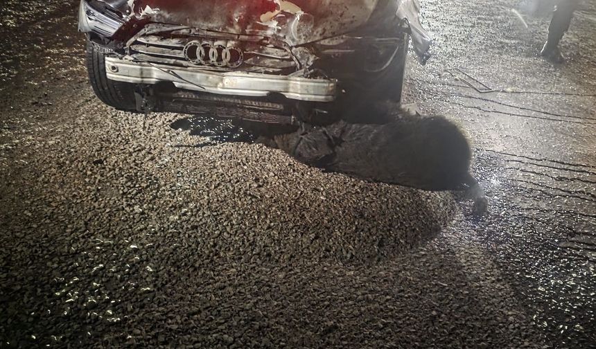 Belediye Başkanı’nın Aracı Domuz Sürüsüne Çarptı