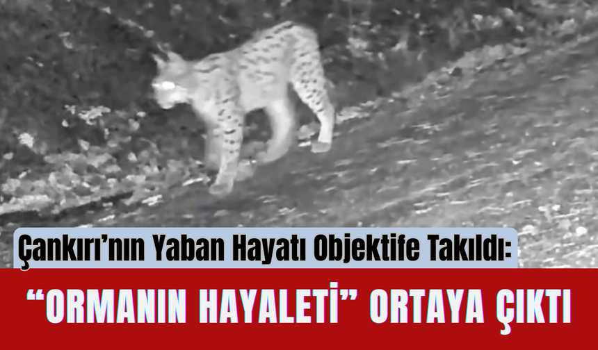 Çankırı’nın Yaban Hayatı Objektife Takıldı: “Ormanın Hayaleti” Ortaya Çıktı!