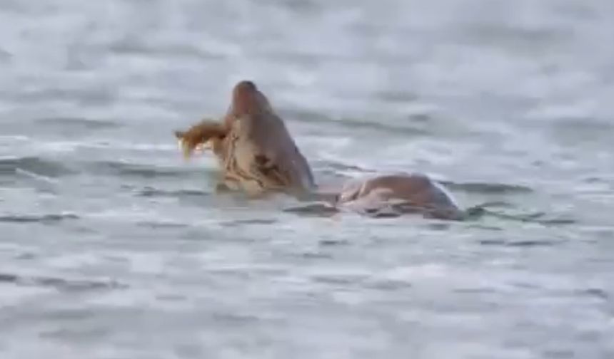 Gölette Nadir Görülen An: Doğasever Kayda Aldı