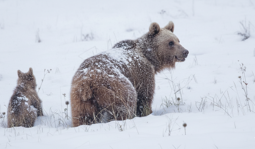Ilgaz’da Anne Ayı ve Yavruları Ortaya Çıktı!