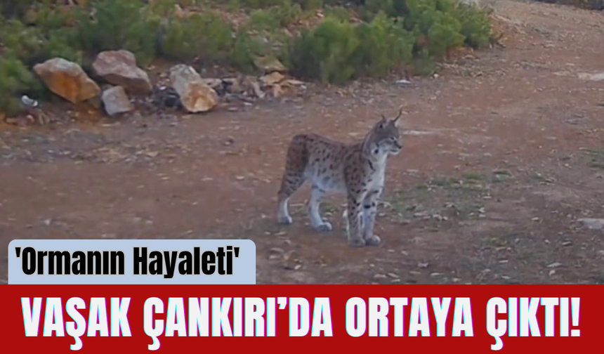 'Ormanın Hayaleti' Vaşak Çankırı’da Ortaya Çıktı!