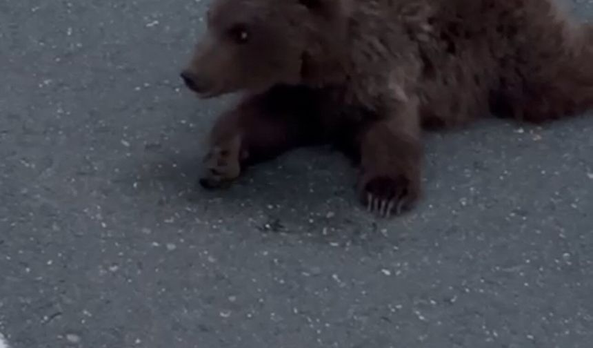 Yolda Bulunan Yavru Ayının Akıbeti Ne Oldu?