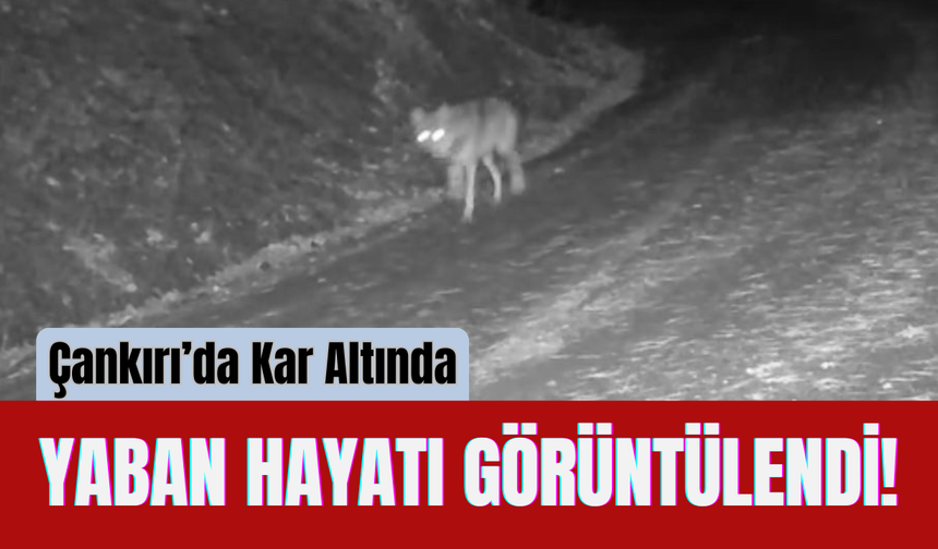 Çankırı’da Kar Altında Yaban Hayatı Görüntülendi!