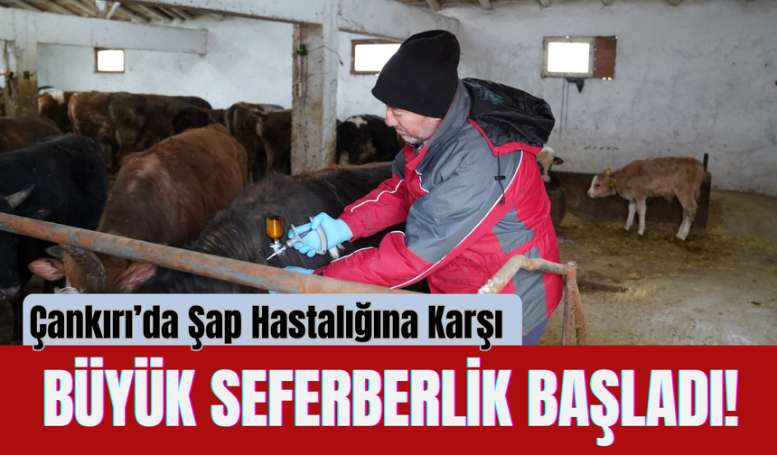 Çankırı’da Şap Hastalığına Karşı Büyük Seferberlik Başladı!