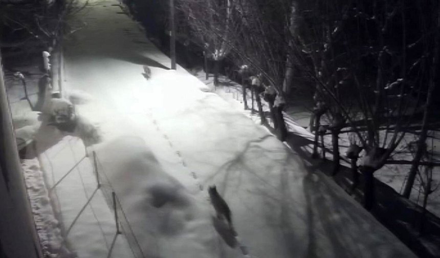 Kurtlar Şehir Merkezine İndi! Mahalle Aralarında Dolaştılar, Kameralara Yansıdı