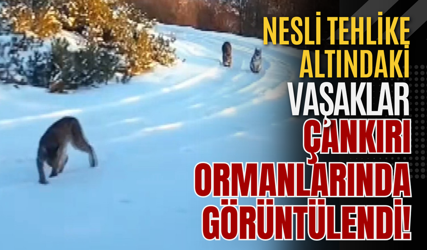 Nesli Tehlike Altındaki Vaşaklar Çankırı Ormanlarında Görüntülendi!
