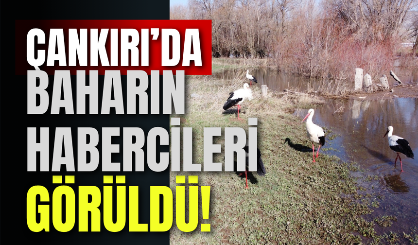 Çankırı’da Baharın Habercileri Görüldü!