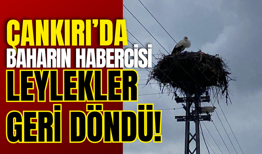Çankırı’da Baharın Habercisi Leylekler Geri Döndü!