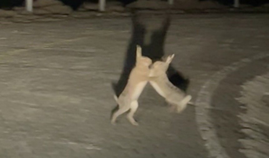 Tavşanların Sevimli Kavgası Kamerada!