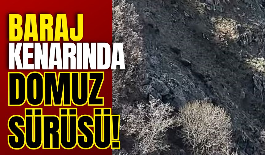 Baraj Kenarında Domuz Sürüsü!