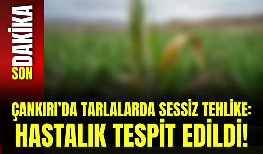 Çankırı’da Tarlalarda Sessiz Tehlike: Hastalık Tespit Edildi!
