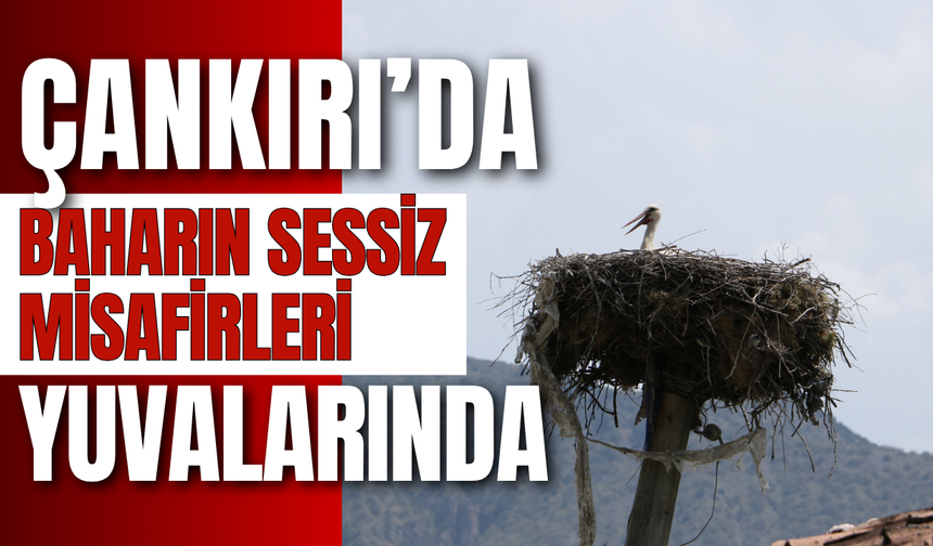 Çankırı’da Baharın Sessiz Misafirleri Yuvalarında