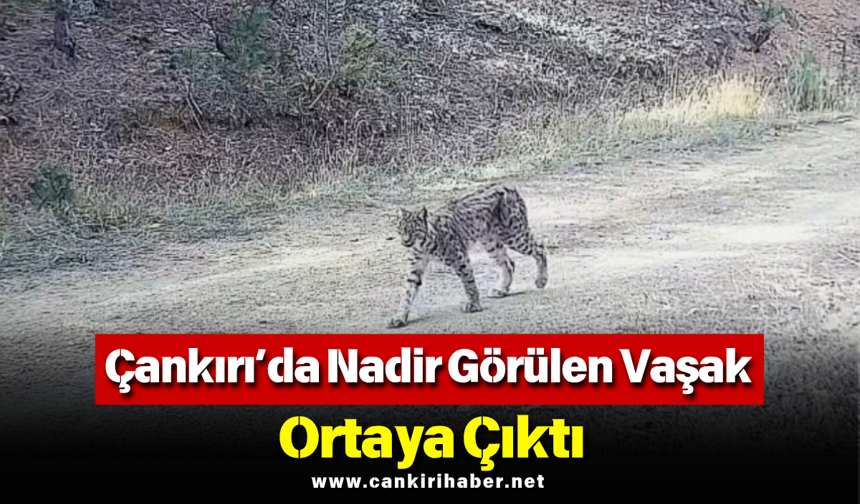 Çankırı’da Nadir Görülen Vaşak Ortaya Çıktı