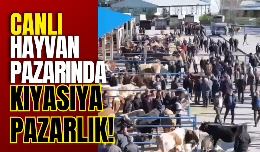 Canlı Hayvan Pazarında Kıyasıya Pazarlık!
