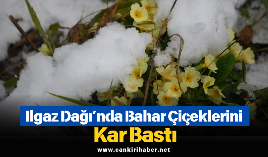Ilgaz Dağı’nda Bahar Çiçeklerini Kar Bastı