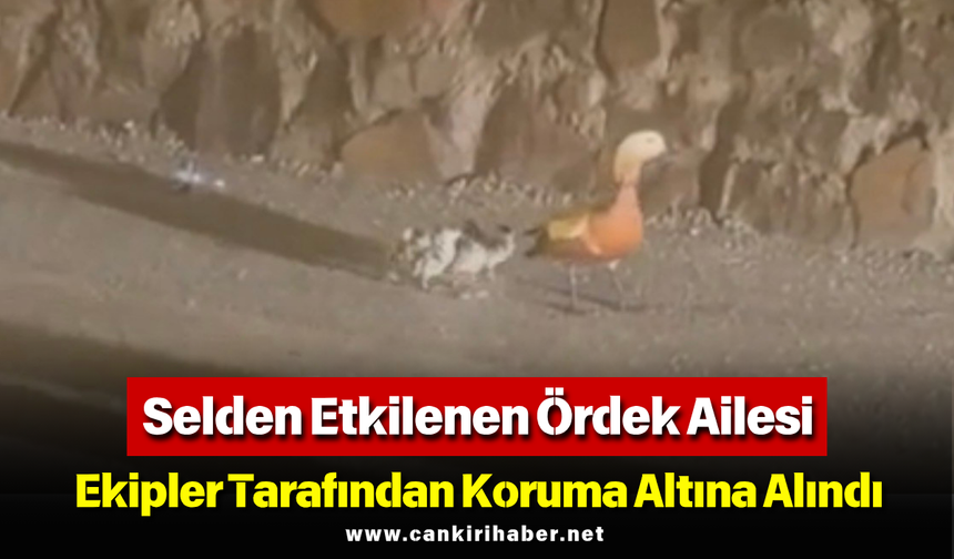 Selden Etkilenen Ördek Ailesi Ekipler Tarafından Koruma Altına Alındı
