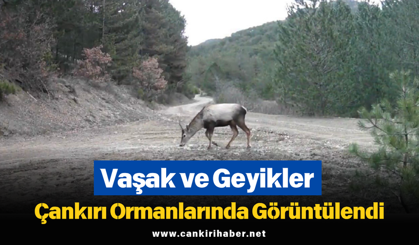 Vaşak ve Geyikler Çankırı Ormanlarında Görüntülendi
