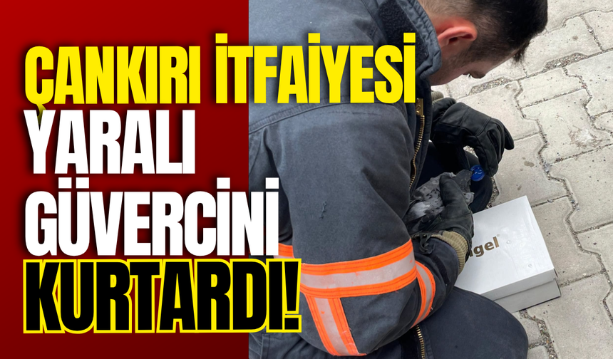 Çankırı İtfaiyesi Yaralı Güvercini Kurtardı!