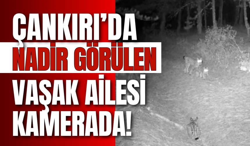 Çankırı’da Nadir Görülen Vaşak Ailesi Kamerada!