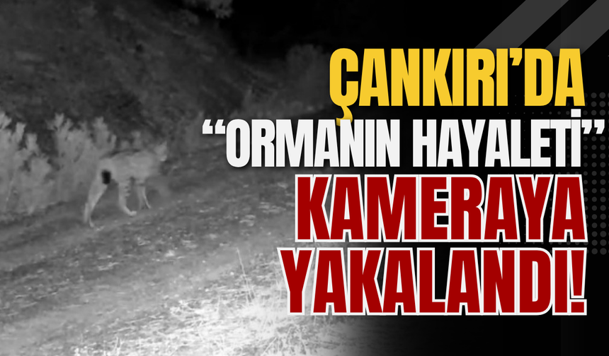Çankırı’da “Ormanın Hayaleti” Kameraya Yakalandı!