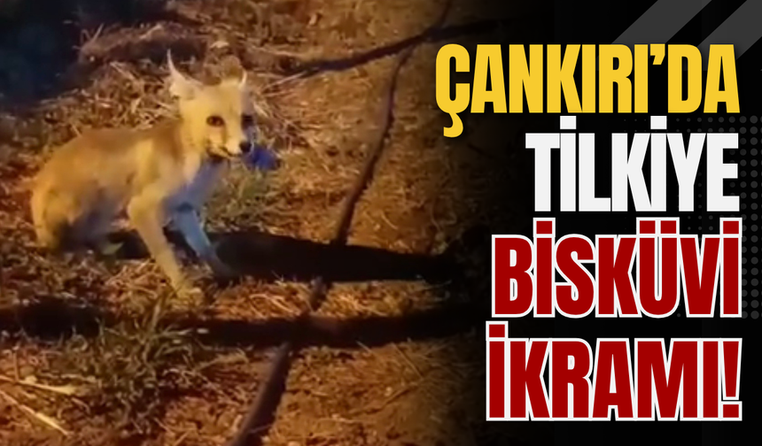 Çankırı’da Tilkiye Bisküvi İkramı!