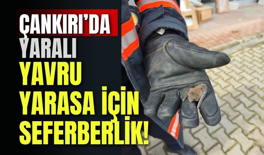 Çankırı’da Yaralı Yavru Yarasa İçin Seferberlik!