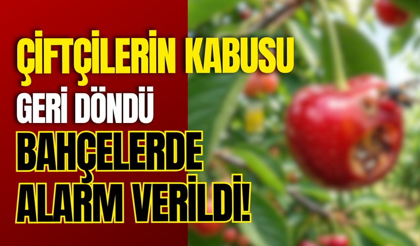Çiftçilerin Kabusu Geri Döndü: Bahçelerde Alarm Verildi