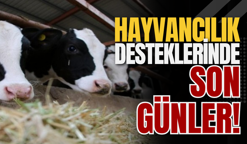 Hayvancılık Desteklerinde Son Günler!