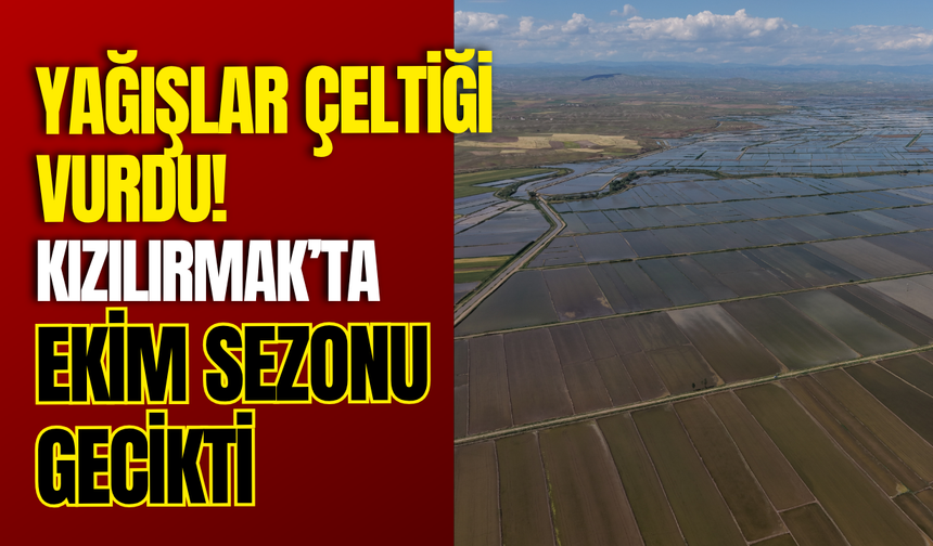 Yağışlar Çeltiği Vurdu! Kızılırmak’ta Ekim Sezonu Gecikti