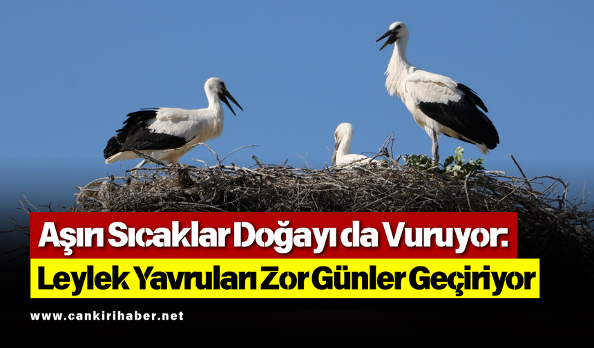 Aşırı Sıcaklar Doğayı da Vuruyor Leylek Yavruları Zor Günler Geçiriyor