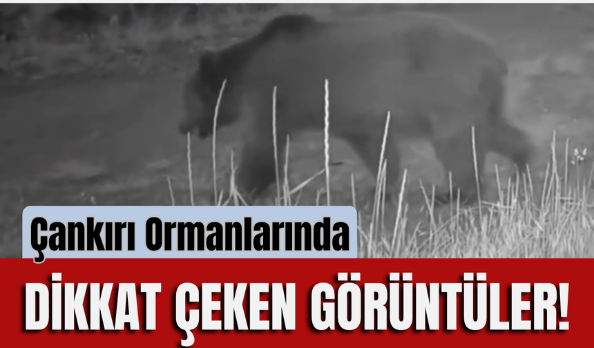 Çankırı Ormanlarında Dikkat Çeken Görüntüler!