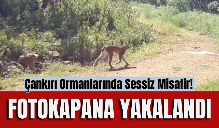 Çankırı Ormanlarında Sessiz Misafir! Fotokapana Yakalandı