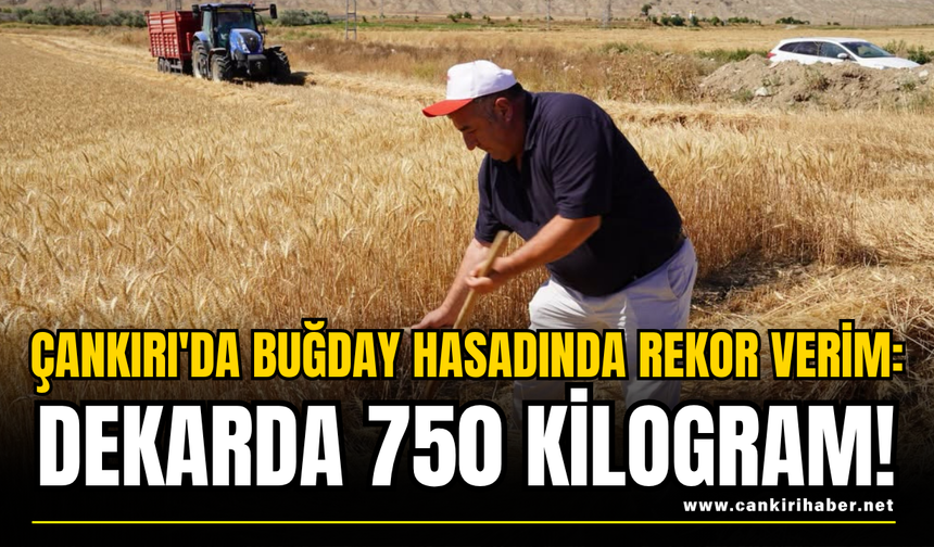 Çankırı'da Buğday Hasadında Rekor Verim: Dekarda 750 Kilogram!