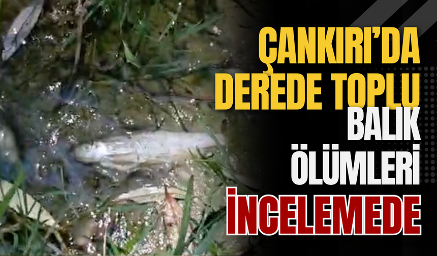Çankırı’da Derede Toplu Balık Ölümleri İncelemede